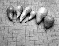 f1988 Misky